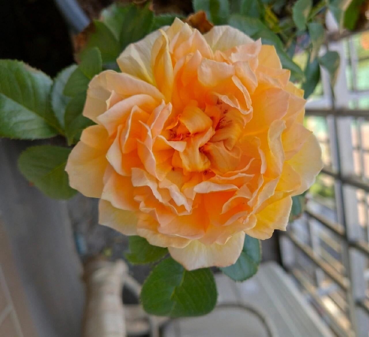 Rose ' Totoro  ' |卜卜口   | 龙猫