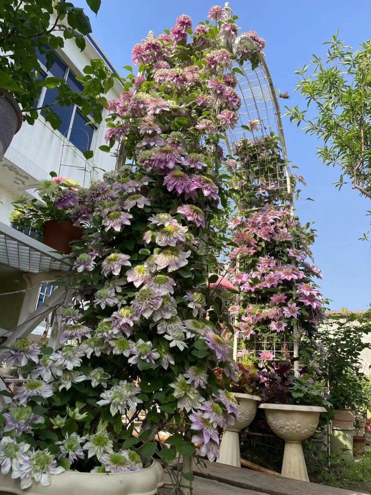 Clematis ' Kaiser ' カイザー / 皇帝  格宽皇