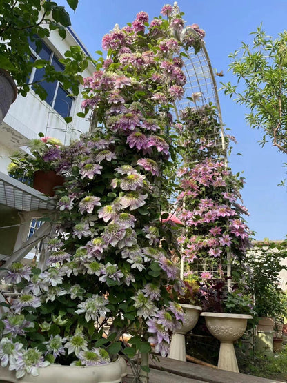 Clematis ' Kaiser ' カイザー / 皇帝  格宽皇