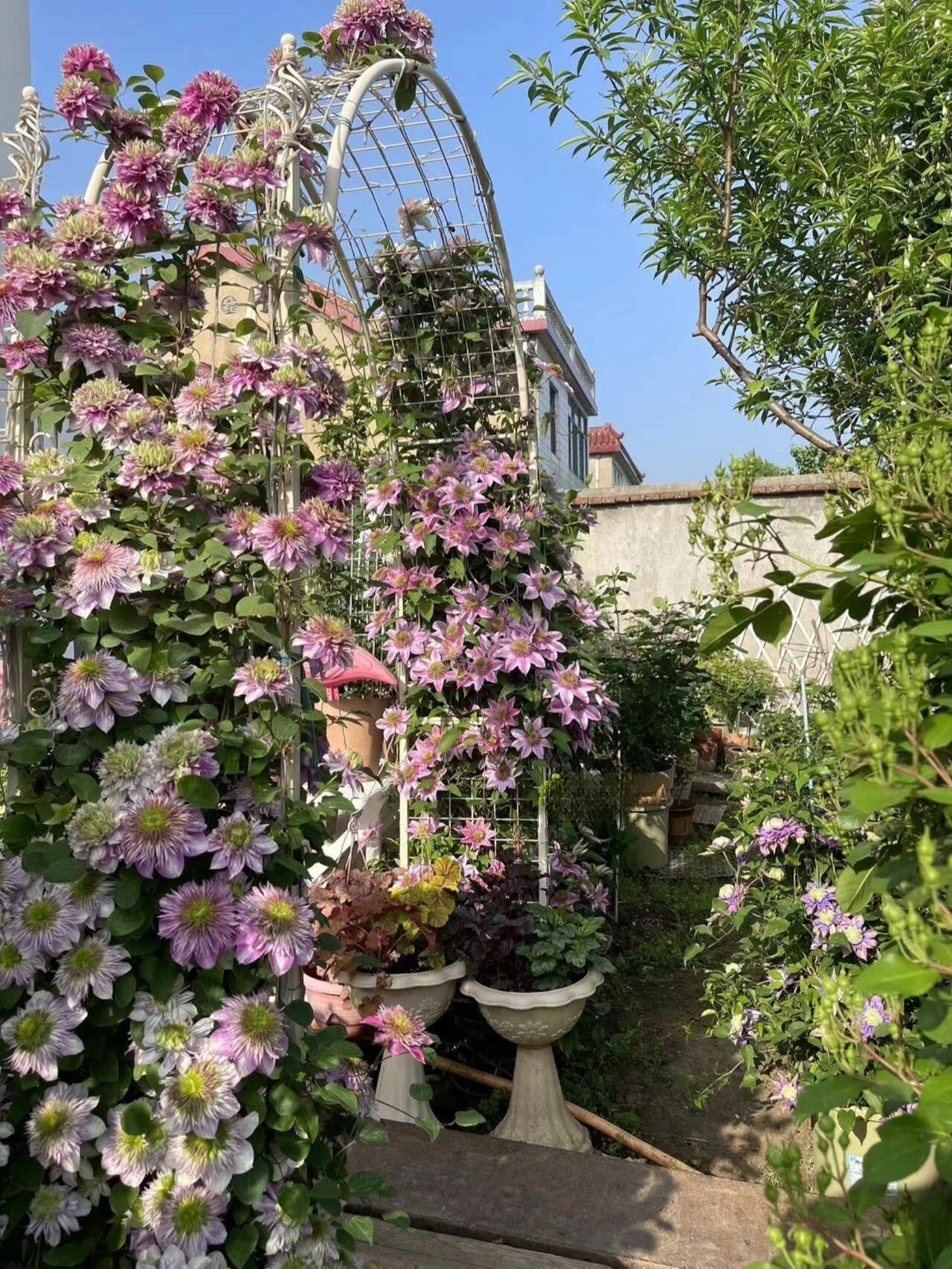 Clematis ' Kaiser ' カイザー / 皇帝  格宽皇