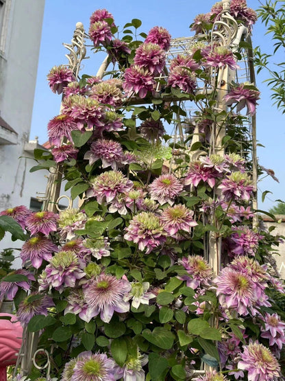 Clematis ' Kaiser ' カイザー / 皇帝  格宽皇