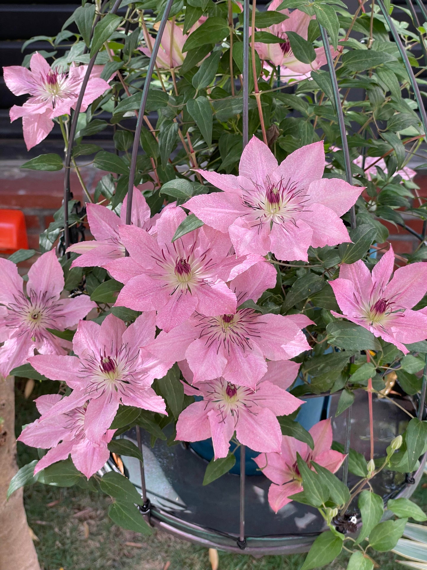 Clematis '  Sarah Elizabeth |  莎拉伊丽莎白