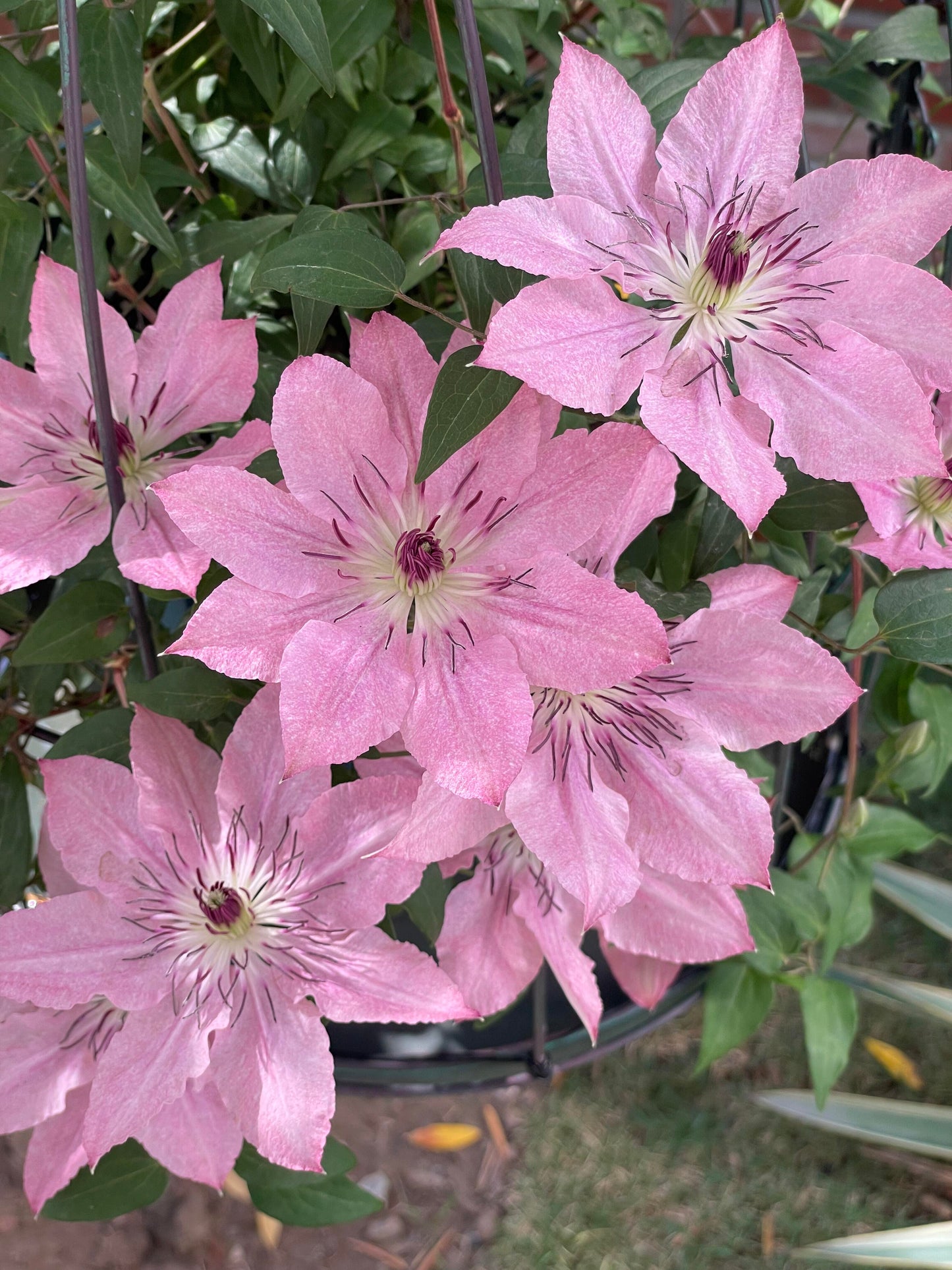 Clematis '  Sarah Elizabeth |  莎拉伊丽莎白