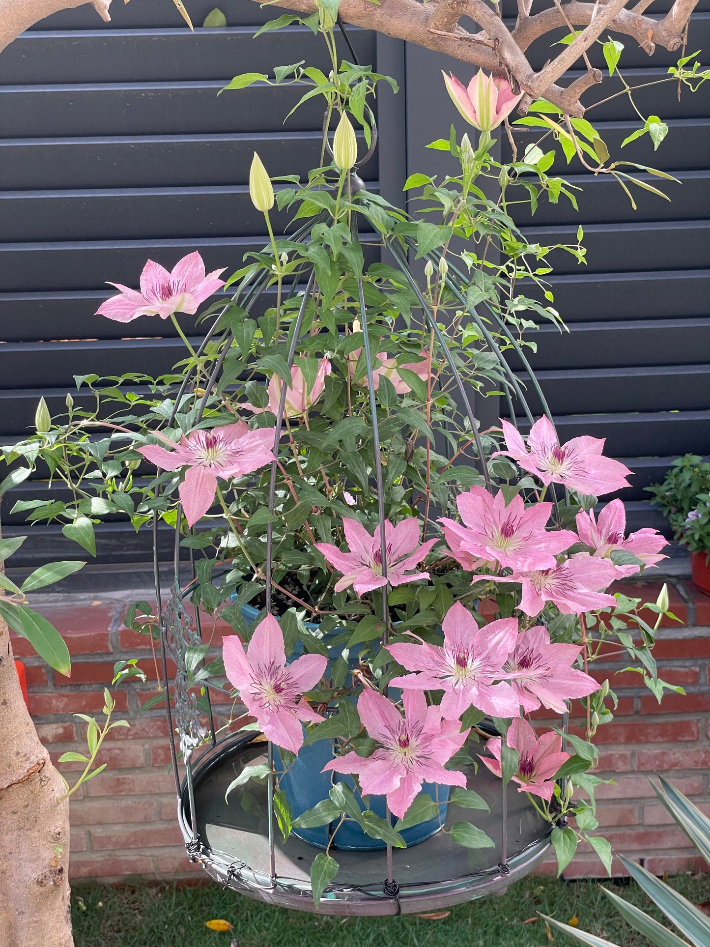 Clematis '  Sarah Elizabeth |  莎拉伊丽莎白