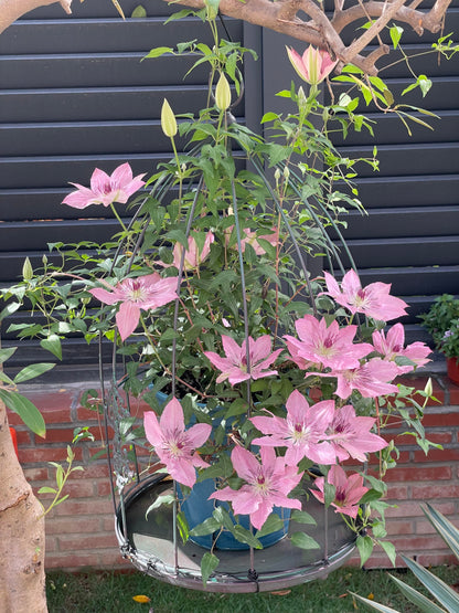 Clematis '  Sarah Elizabeth |  莎拉伊丽莎白