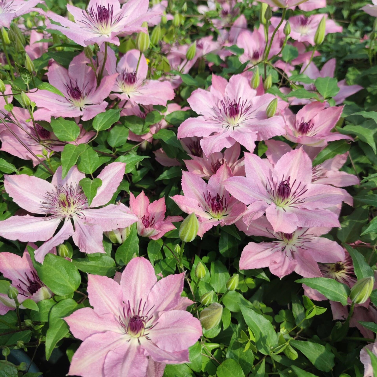 Clematis '  Sarah Elizabeth |  莎拉伊丽莎白