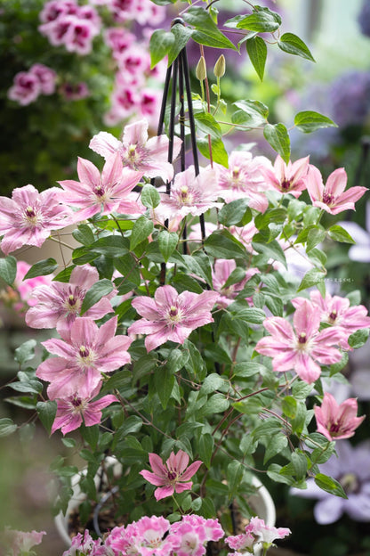 Clematis '  Sarah Elizabeth |  莎拉伊丽莎白