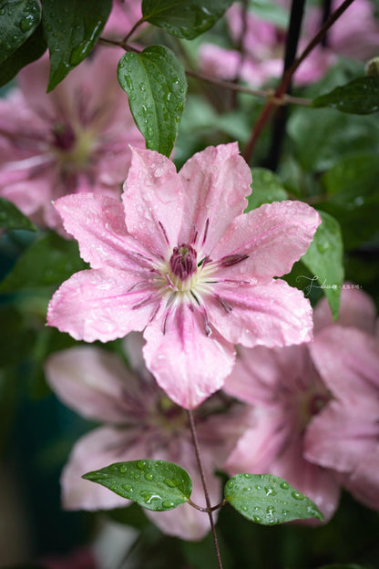 Clematis '  Sarah Elizabeth |  莎拉伊丽莎白