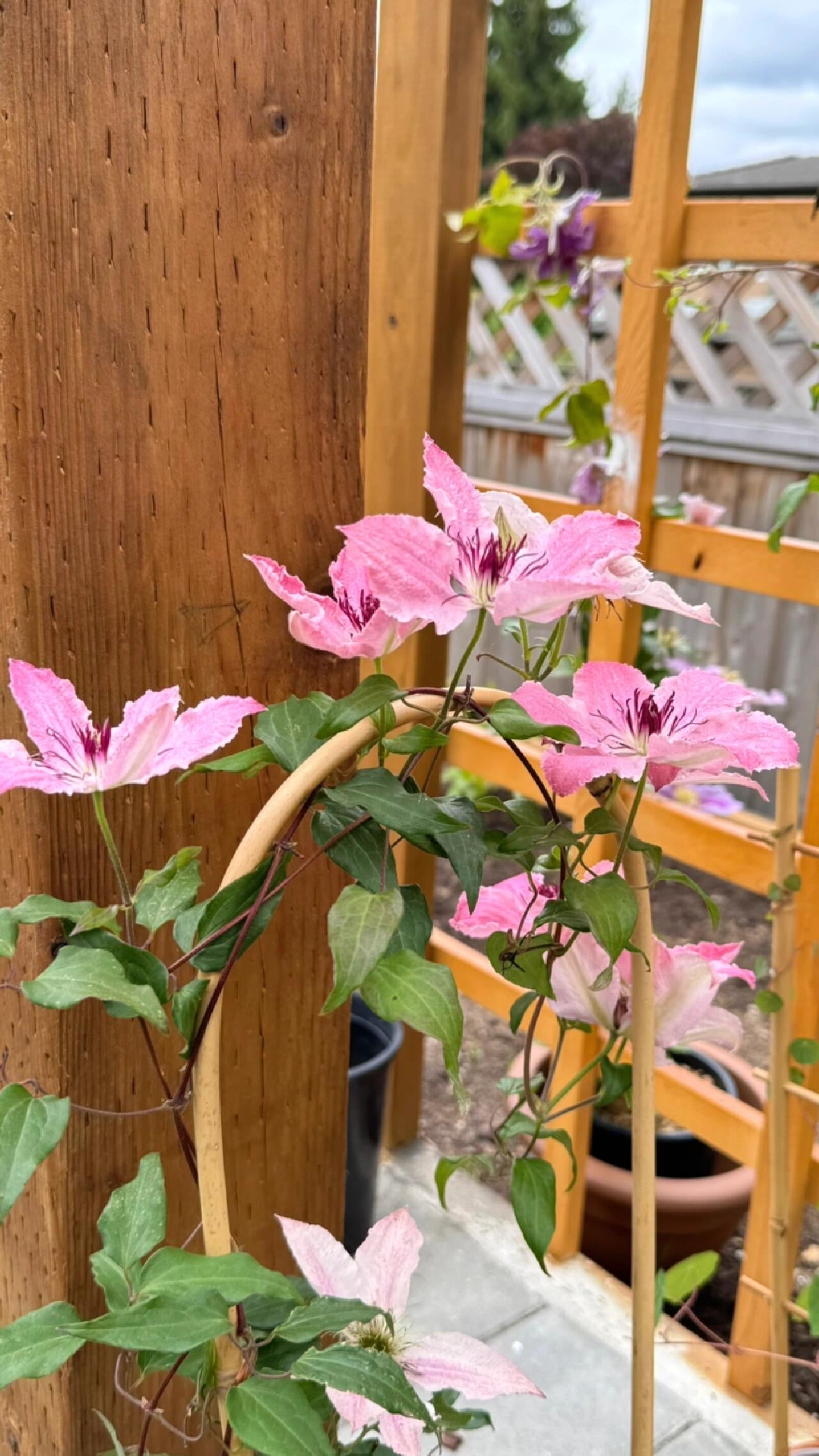 Clematis '  Sarah Elizabeth |  莎拉伊丽莎白