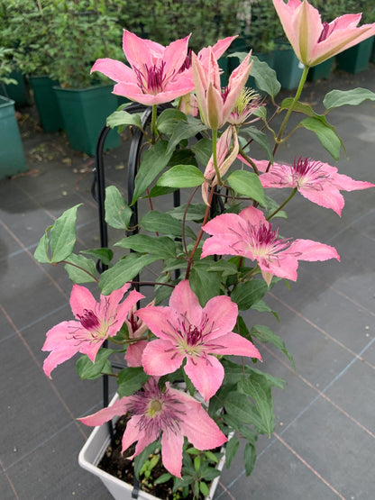 Clematis '  Sarah Elizabeth |  莎拉伊丽莎白