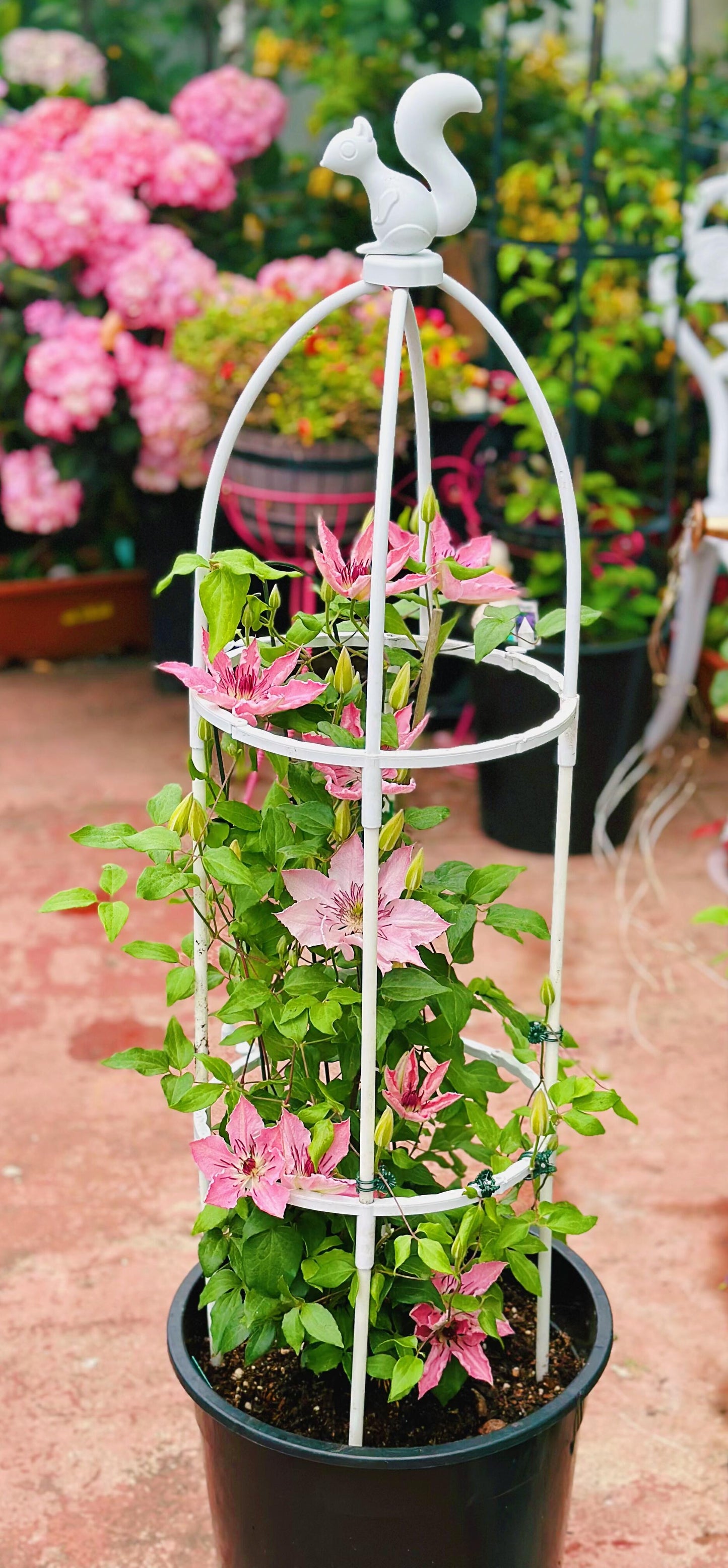 Clematis '  Sarah Elizabeth |  莎拉伊丽莎白