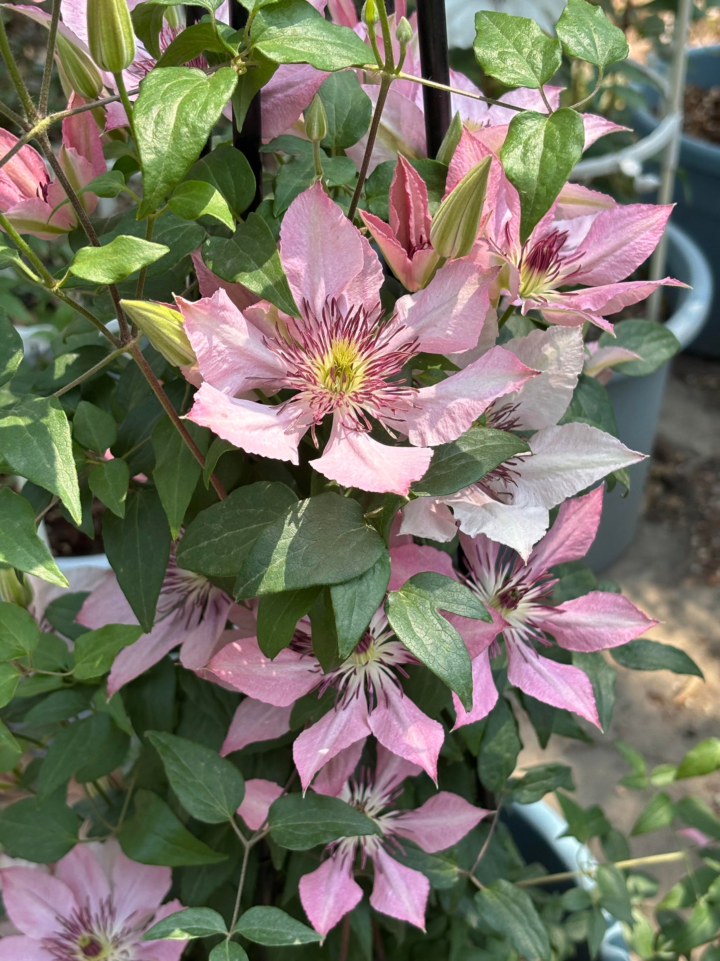 Clematis '  Sarah Elizabeth |  莎拉伊丽莎白