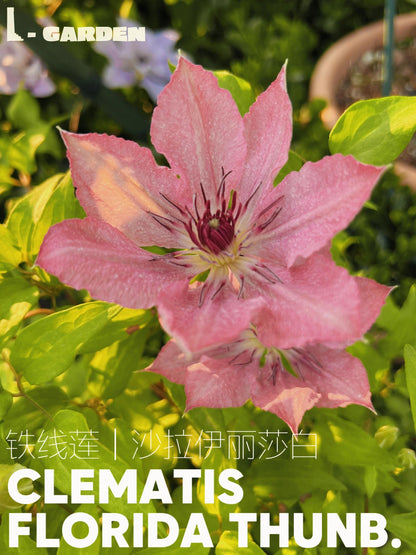 Clematis '  Sarah Elizabeth |  莎拉伊丽莎白