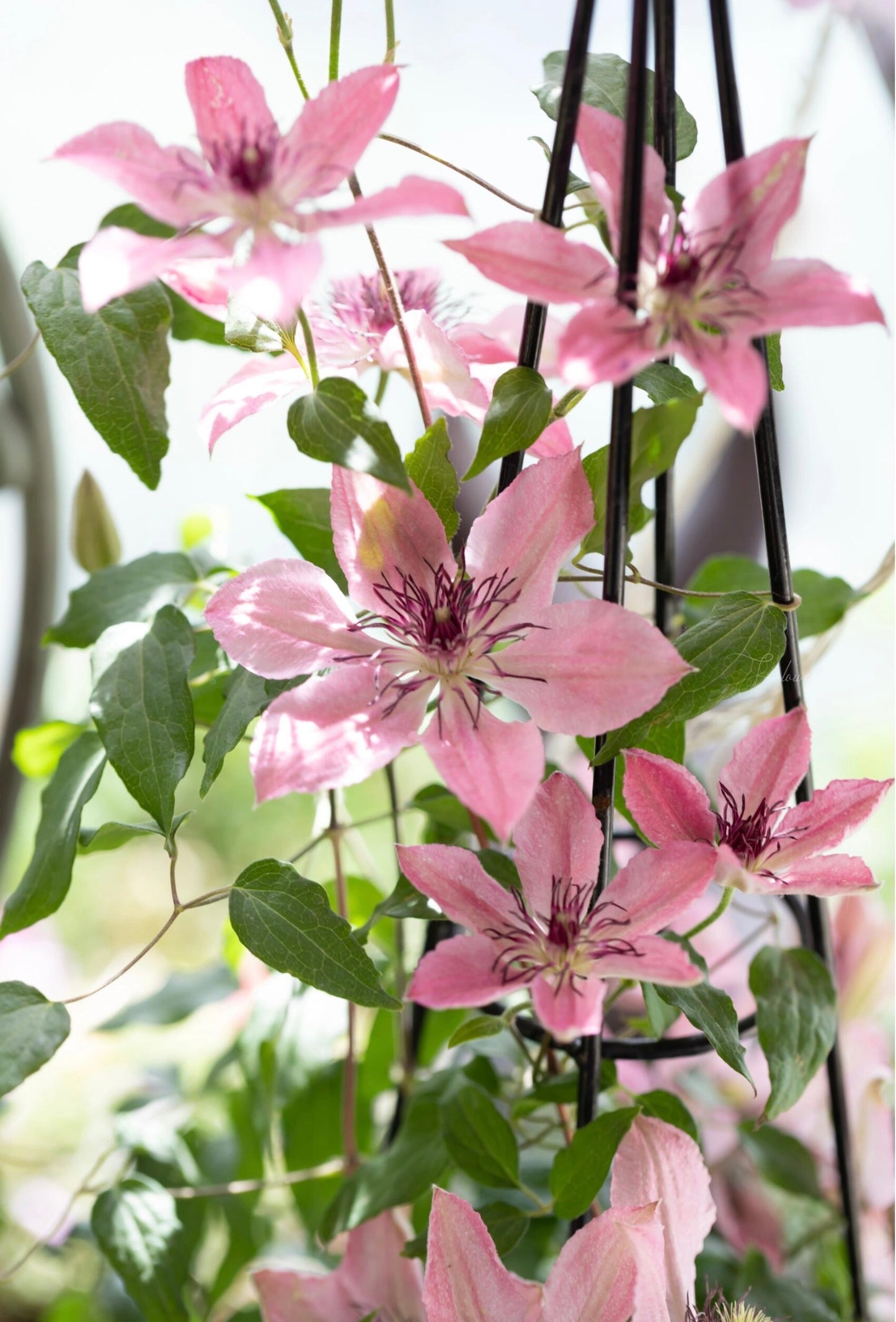 Clematis '  Sarah Elizabeth |  莎拉伊丽莎白