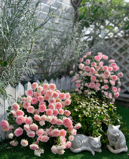 Rose ' White Peach Ovation | ホワイト ピーチ オベーション | 白桃妖精