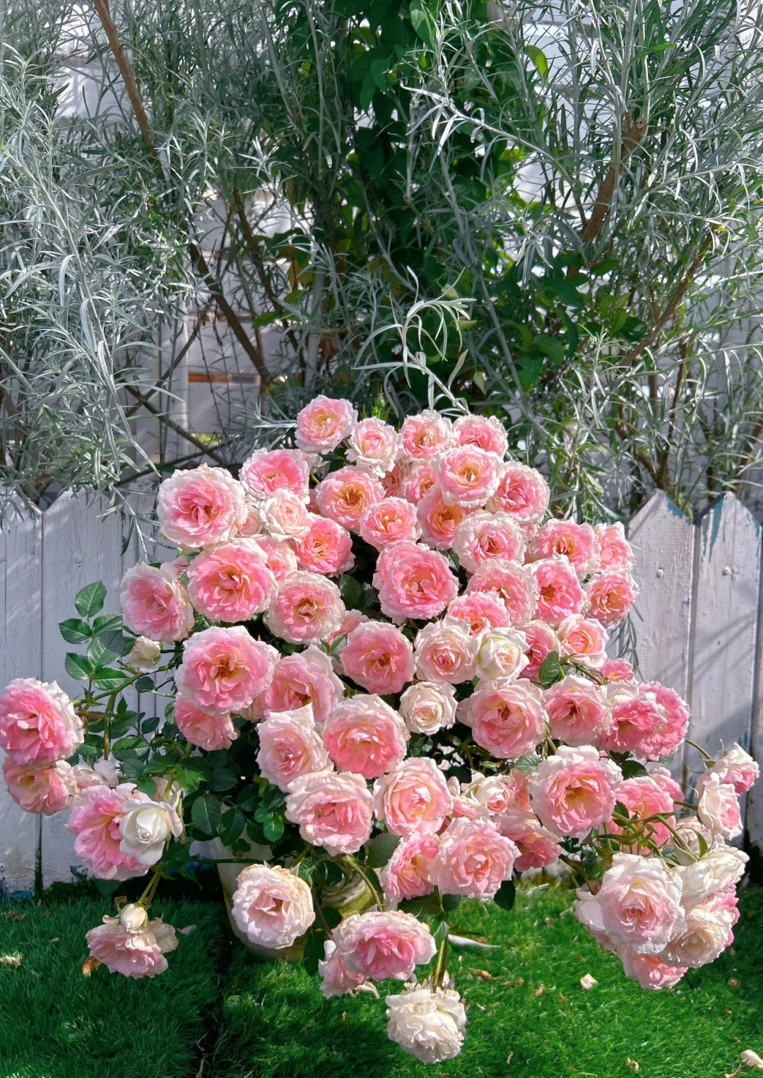 Rose ' White Peach Ovation | ホワイト ピーチ オベーション | 白桃妖精
