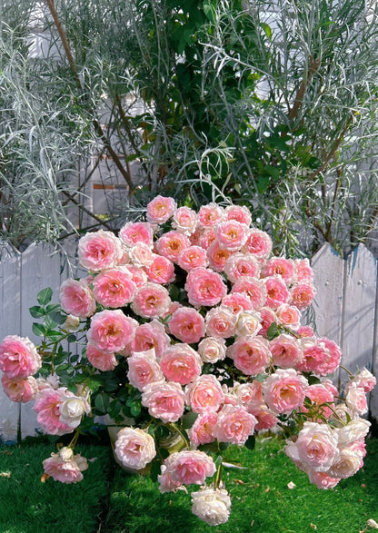Rose ' White Peach Ovation | ホワイト ピーチ オベーション | 白桃妖精