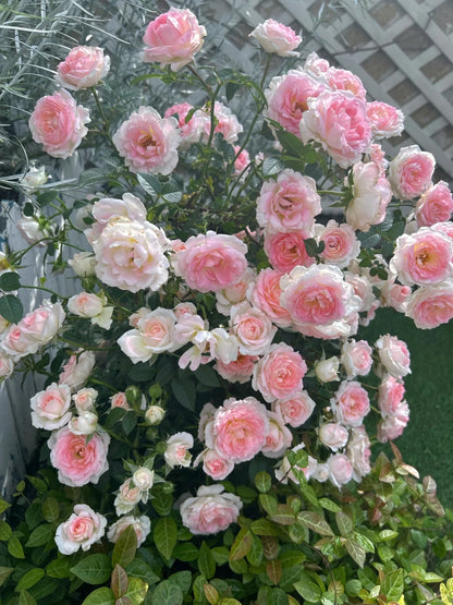 Rose ' White Peach Ovation | ホワイト ピーチ オベーション | 白桃妖精