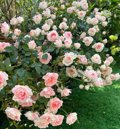 Rose ' White Peach Ovation | ホワイト ピーチ オベーション | 白桃妖精