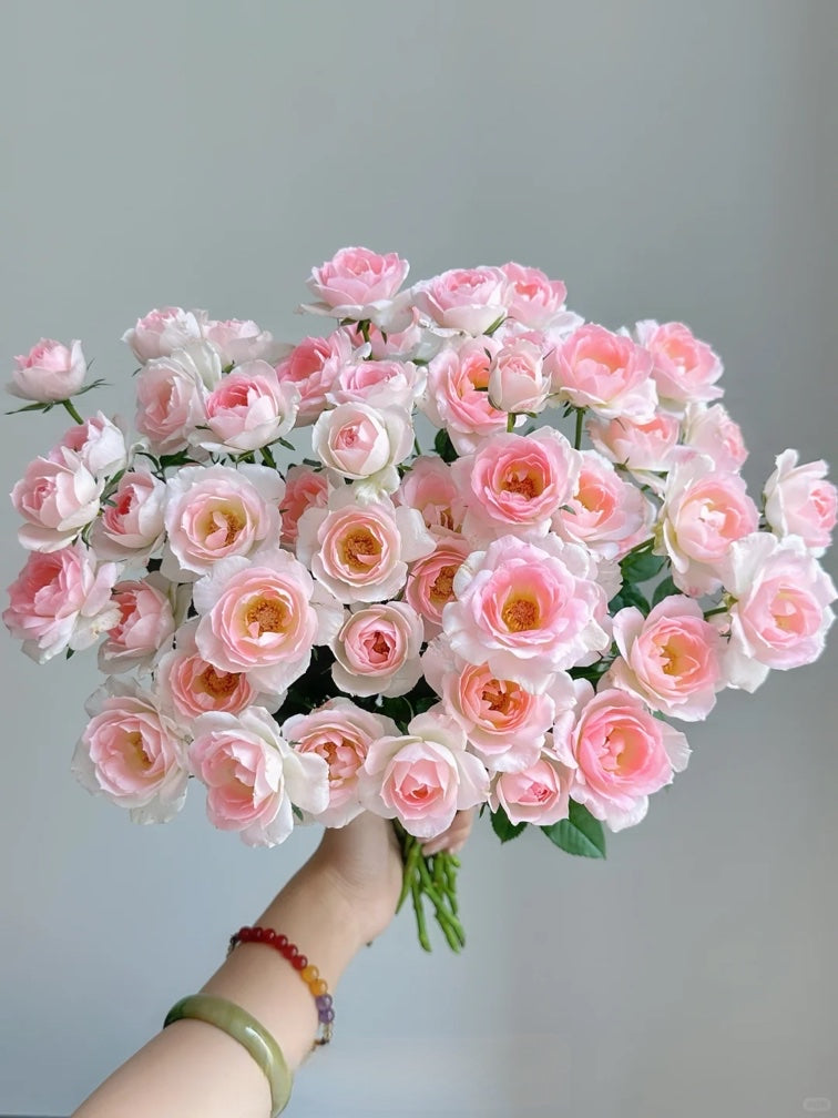Rose ' White Peach Ovation | ホワイト ピーチ オベーション | 白桃妖精
