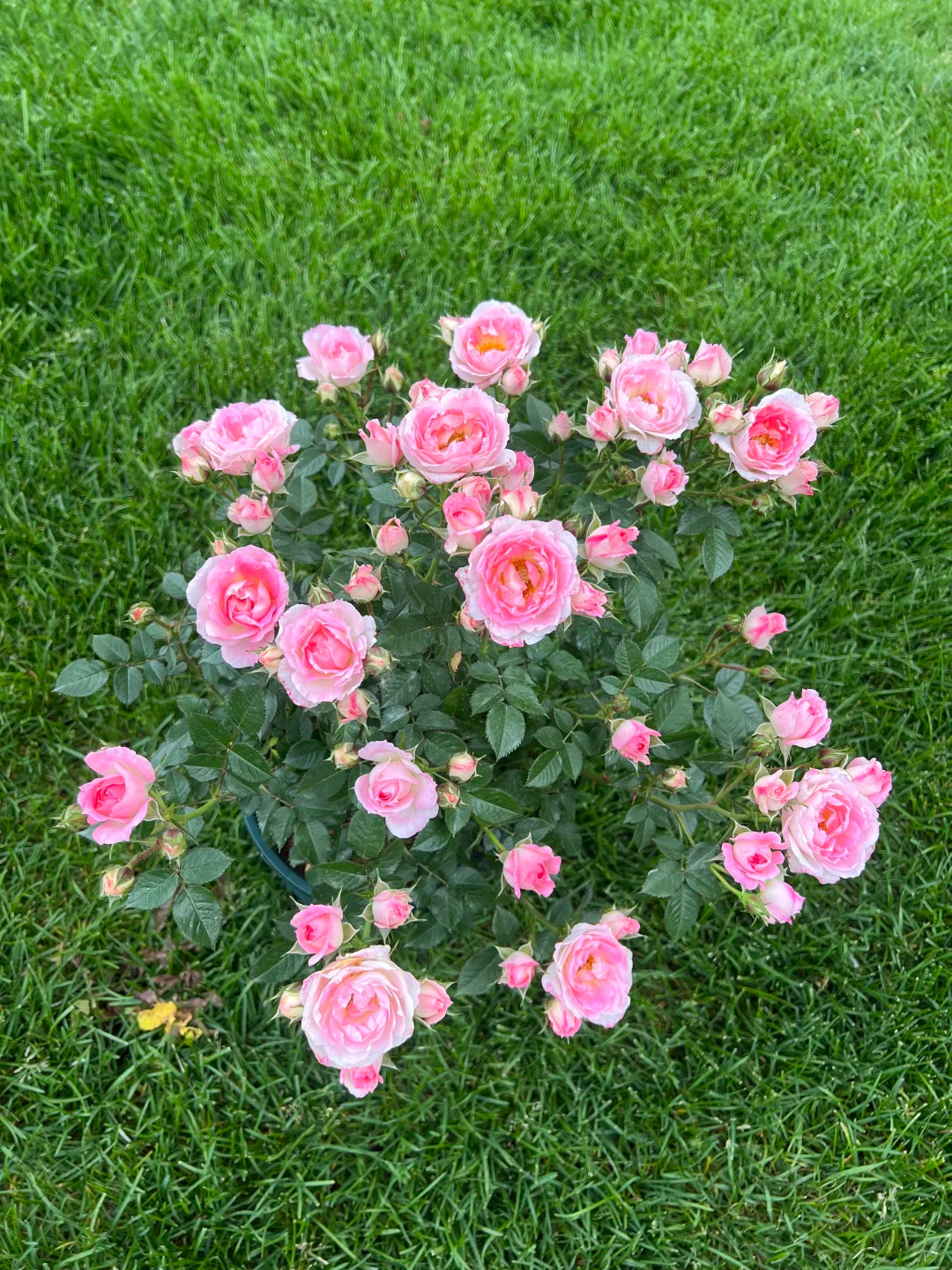 Rose ' White Peach Ovation | ホワイト ピーチ オベーション | 白桃妖精