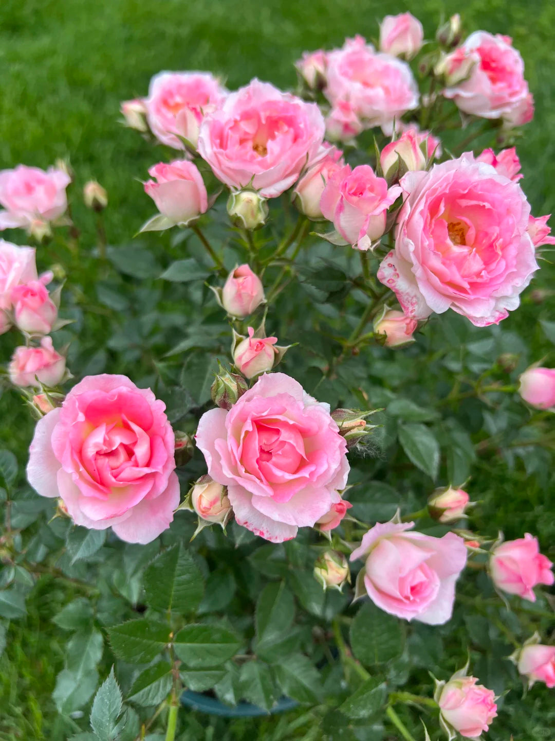 Rose ' White Peach Ovation | ホワイト ピーチ オベーション | 白桃妖精