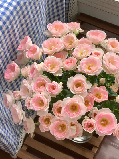 Rose ' White Peach Ovation | ホワイト ピーチ オベーション | 白桃妖精
