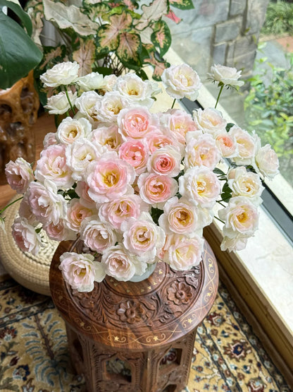 Rose ' White Peach Ovation | ホワイト ピーチ オベーション | 白桃妖精