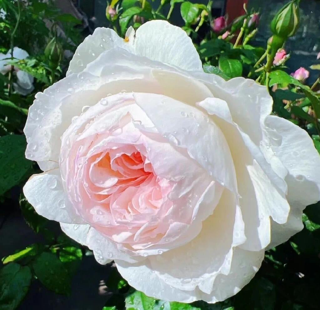 Rose ' Bolero  | 波莱罗