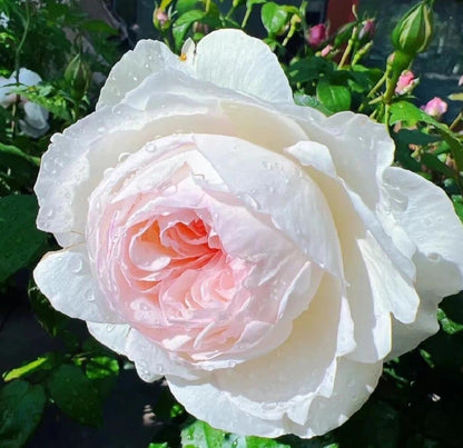 Rose ' Bolero  | 波莱罗