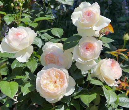 Rose ' Bolero  | 波莱罗