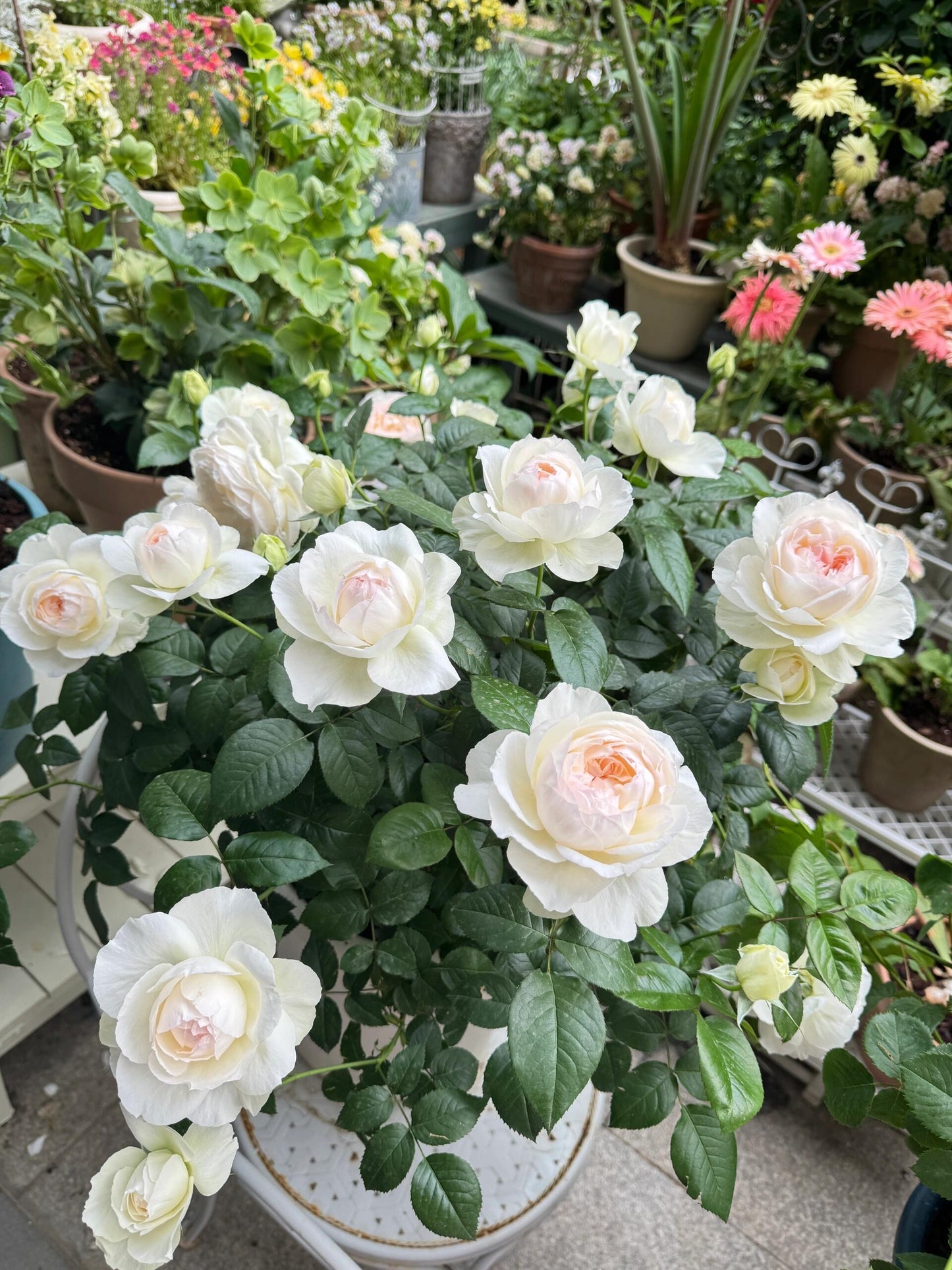 Rose ' Bolero  | 波莱罗