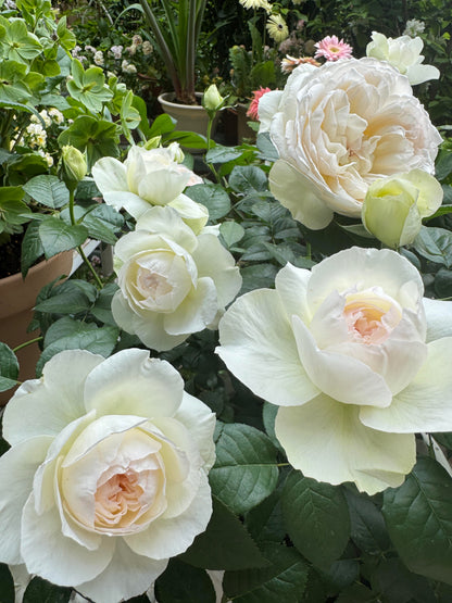 Rose ' Bolero  | 波莱罗