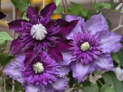 Clematis 'Romanza' 爱的罗曼史