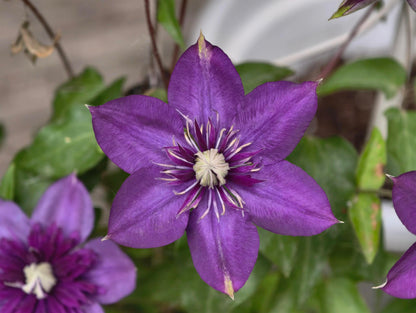 Clematis 'Romanza' 爱的罗曼史