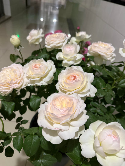 Rose ' Bolero  | 波莱罗