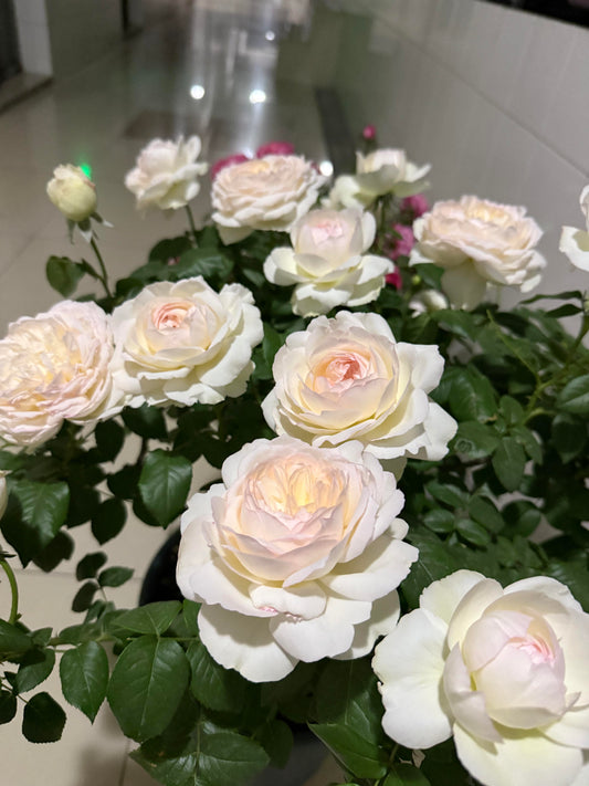 Rose ' Bolero  | 波莱罗