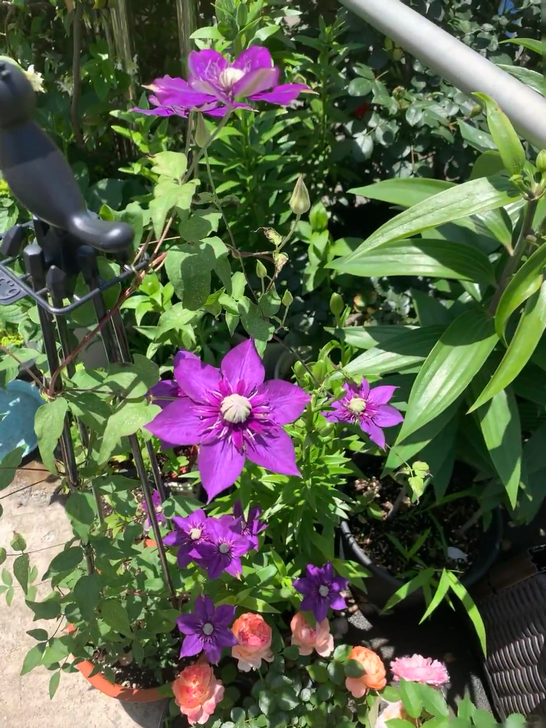 Clematis 'Romanza' 爱的罗曼史