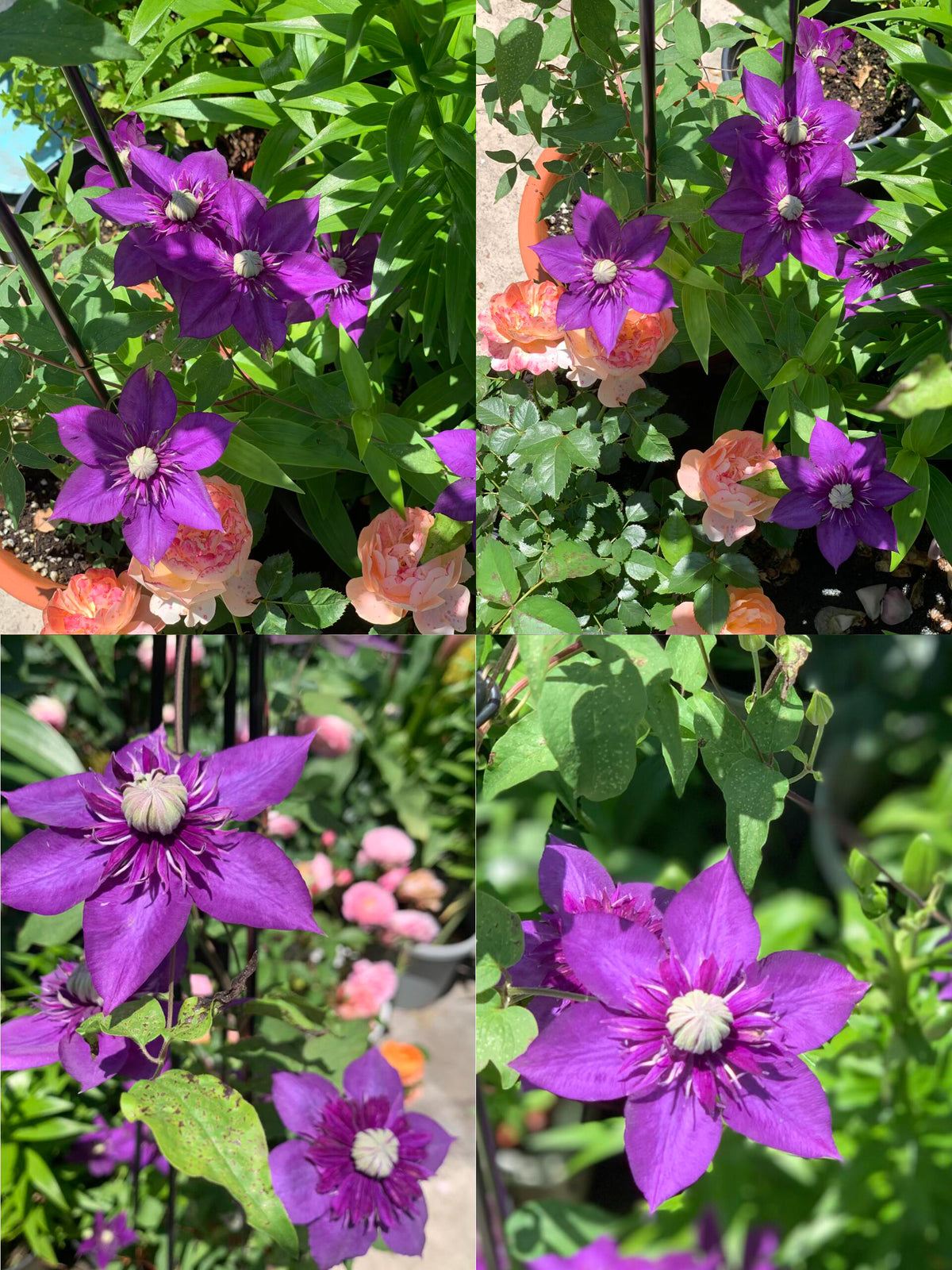 Clematis 'Romanza' 爱的罗曼史