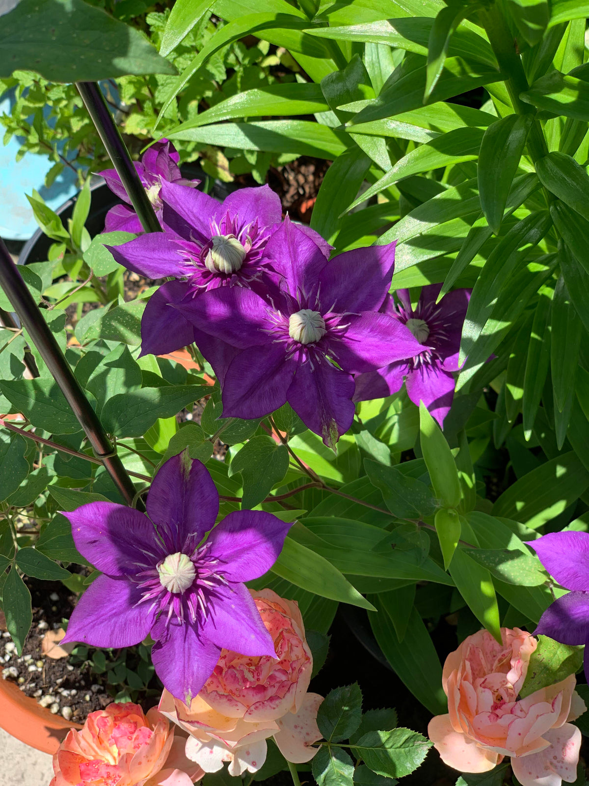 Clematis 'Romanza' 爱的罗曼史