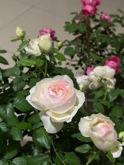 Rose ' Bolero  | 波莱罗