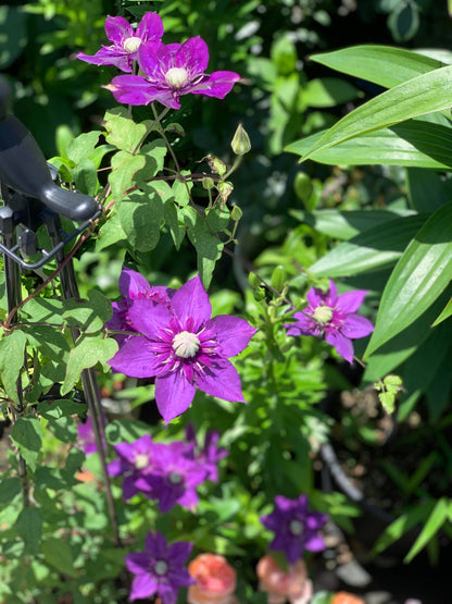 Clematis 'Romanza' 爱的罗曼史