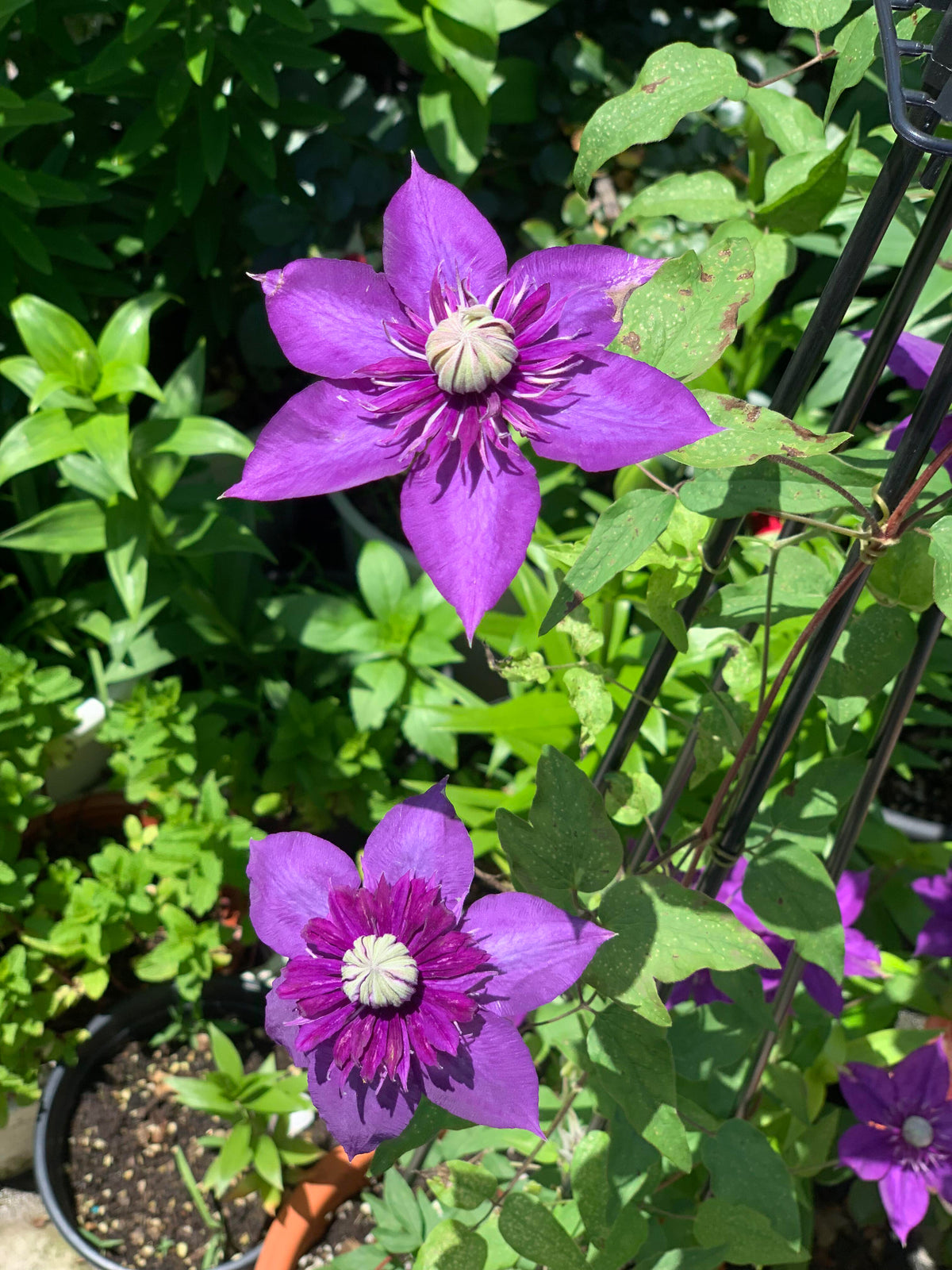 Clematis 'Romanza' 爱的罗曼史