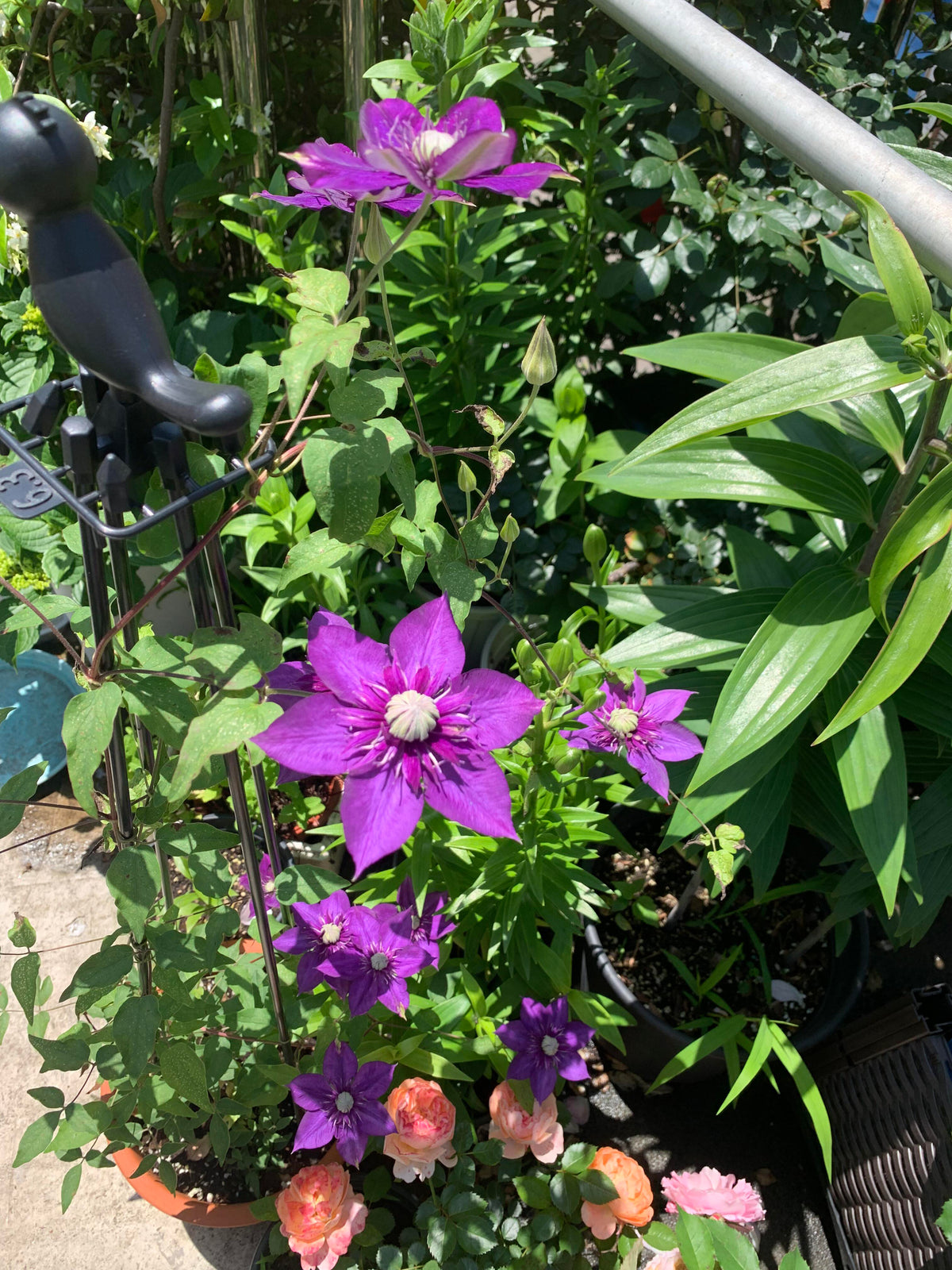 Clematis 'Romanza' 爱的罗曼史