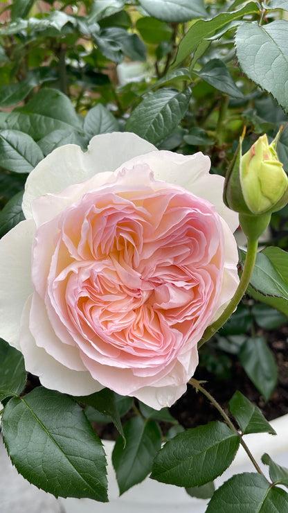 Rose ' Bolero  | 波莱罗