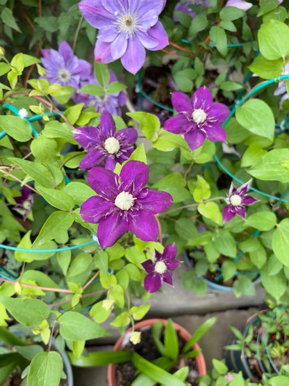 Clematis 'Romanza' 爱的罗曼史