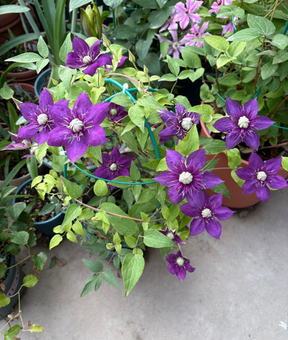 Clematis 'Romanza' 爱的罗曼史