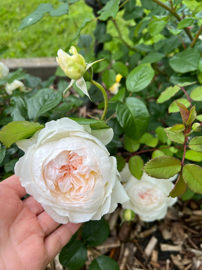 Rose ' Bolero  | 波莱罗