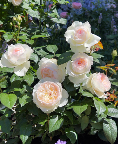 Rose ' Bolero  | 波莱罗