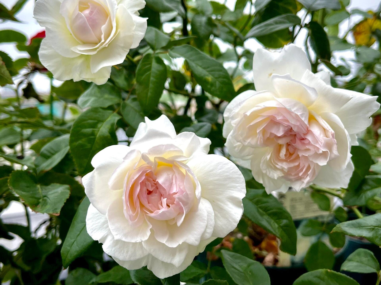 Rose ' Bolero  | 波莱罗